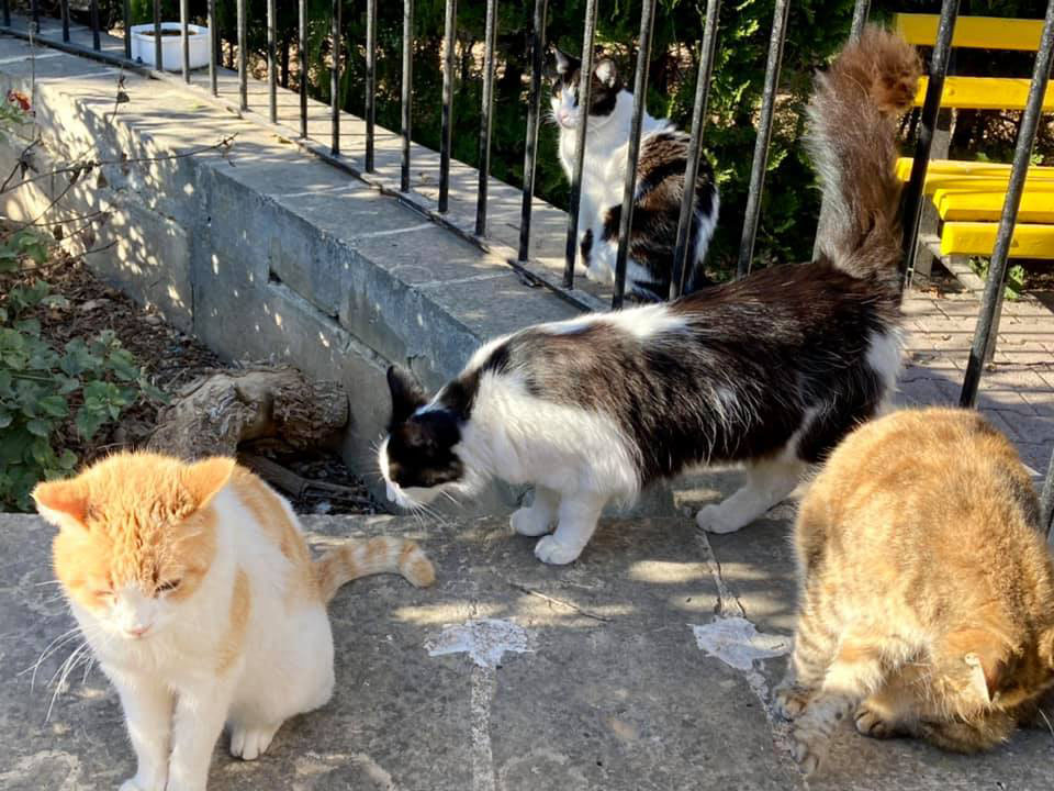 Several well-fed cats in Malta