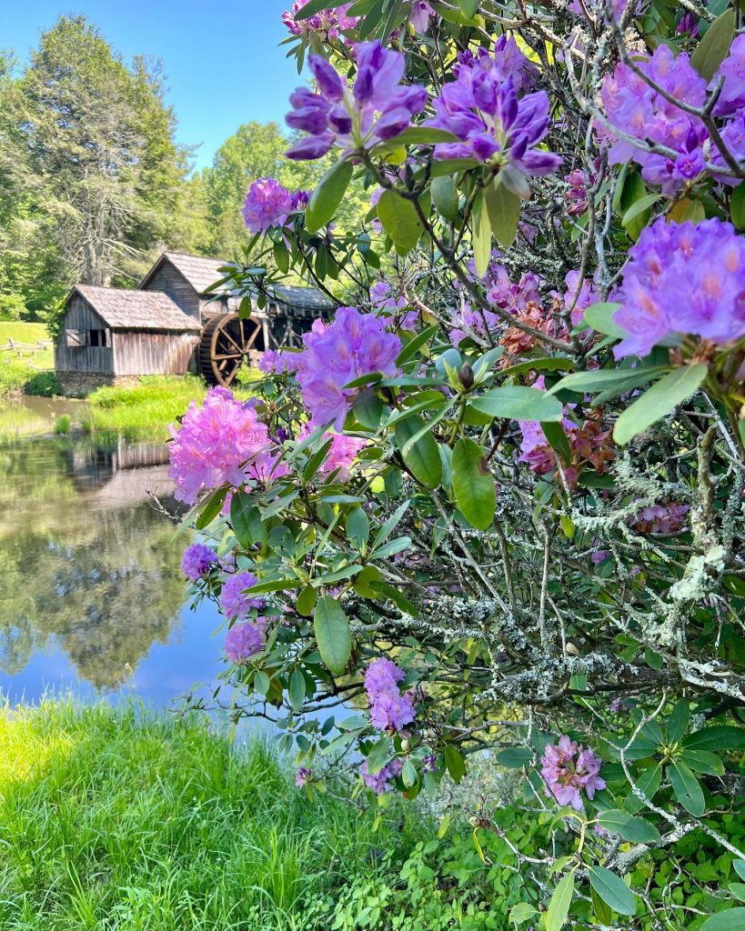 Rhododendrons bloom at Mabry Mill on the Blue Ridge Parkway.