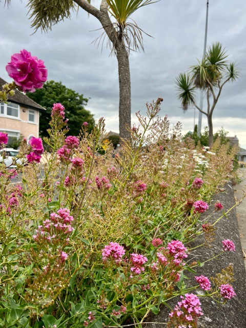 Palm trees with pink flowers in the foreground, with clouds in the background.