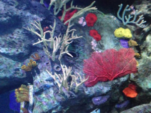 A colorful fish tank with coral at Ripley's Aquarium 