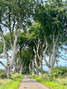 Trees, not very close together, line a road in bright sunshine.