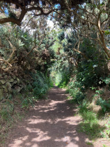 A shady, narrow lane through the woods.