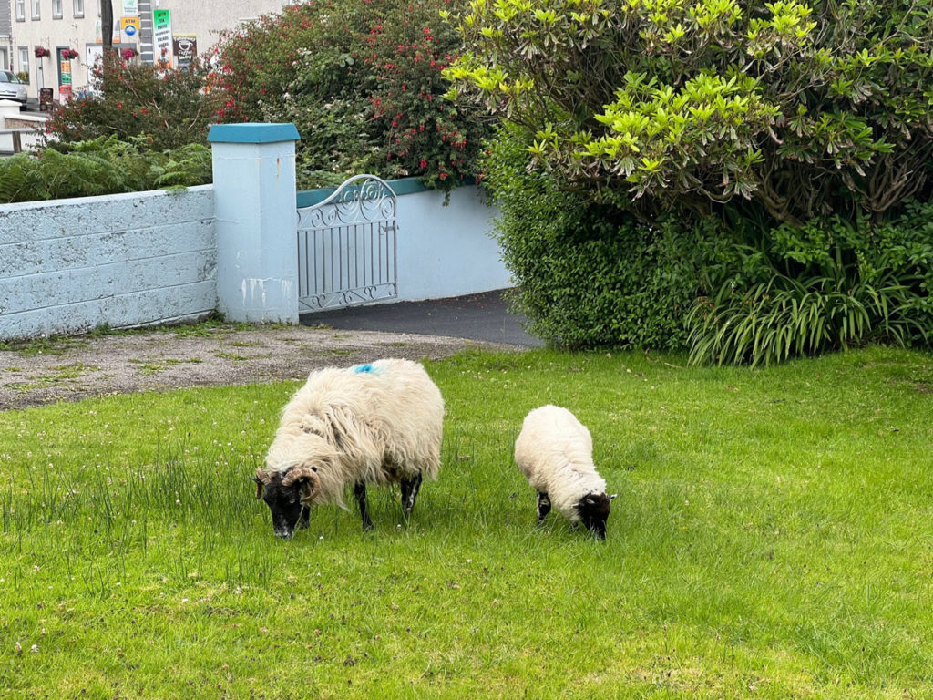 Fluffy sheep and lamb grazing on the front lawn of a house.