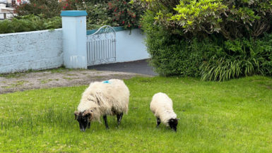 Sheep grazing on the front lawn of a house.