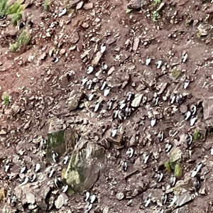 Puffins appear as tiny dots from a long distance.