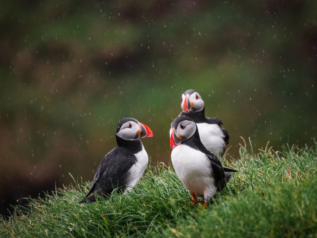 Three puffins are visible.