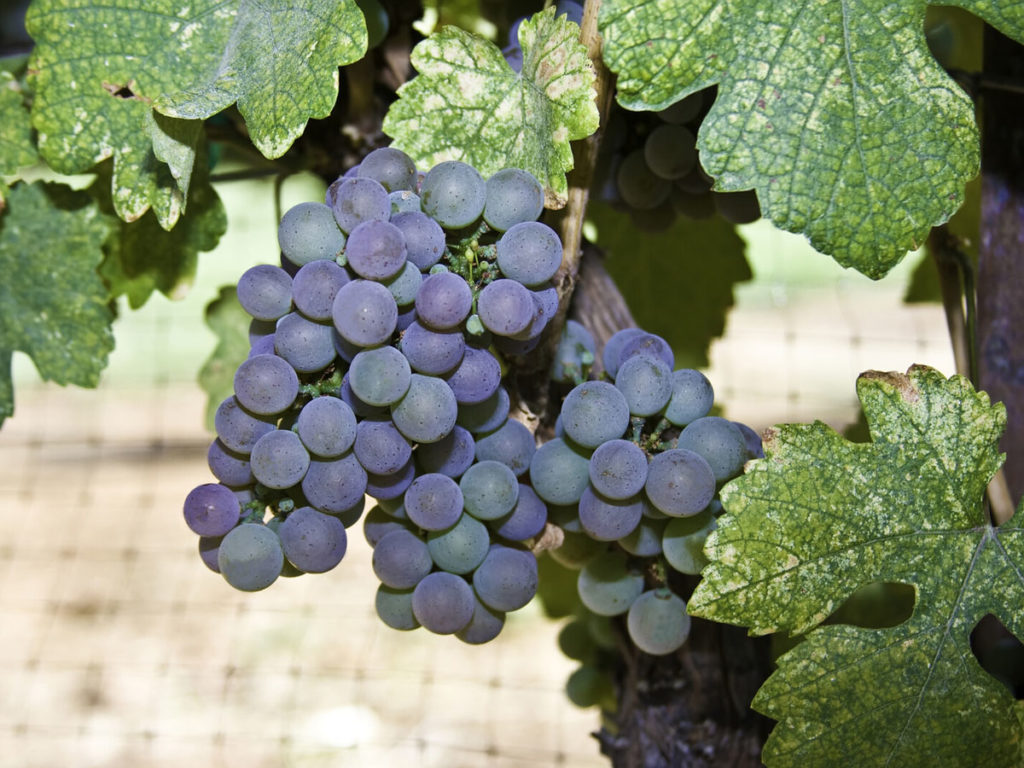 Petite Sirah grapes almost ready for harvest growing on a grapevine