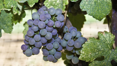 Petite Sirah grapes almost ready for harvest growing on a grapevine