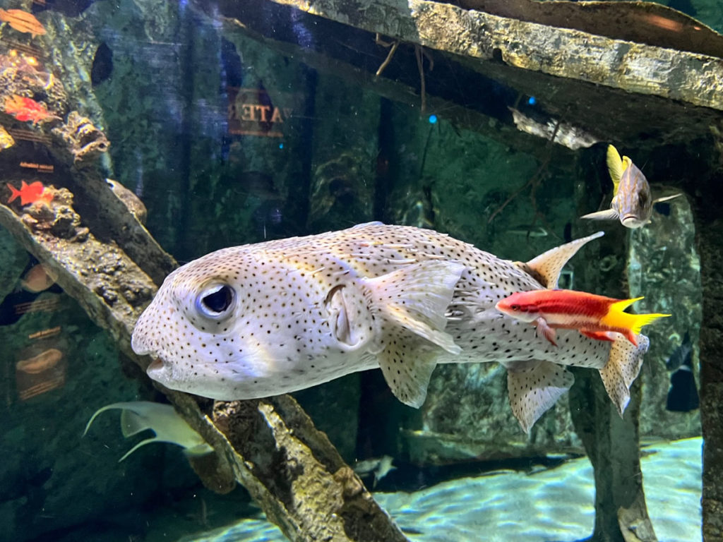 A large puffer fish (not puffed up) and a small red-and-yellow fish swim together in an aquarium at Pine Knoll Shores on the Crystal Coast.