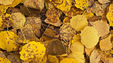 An autumnal scene of yellow leaves covering the ground