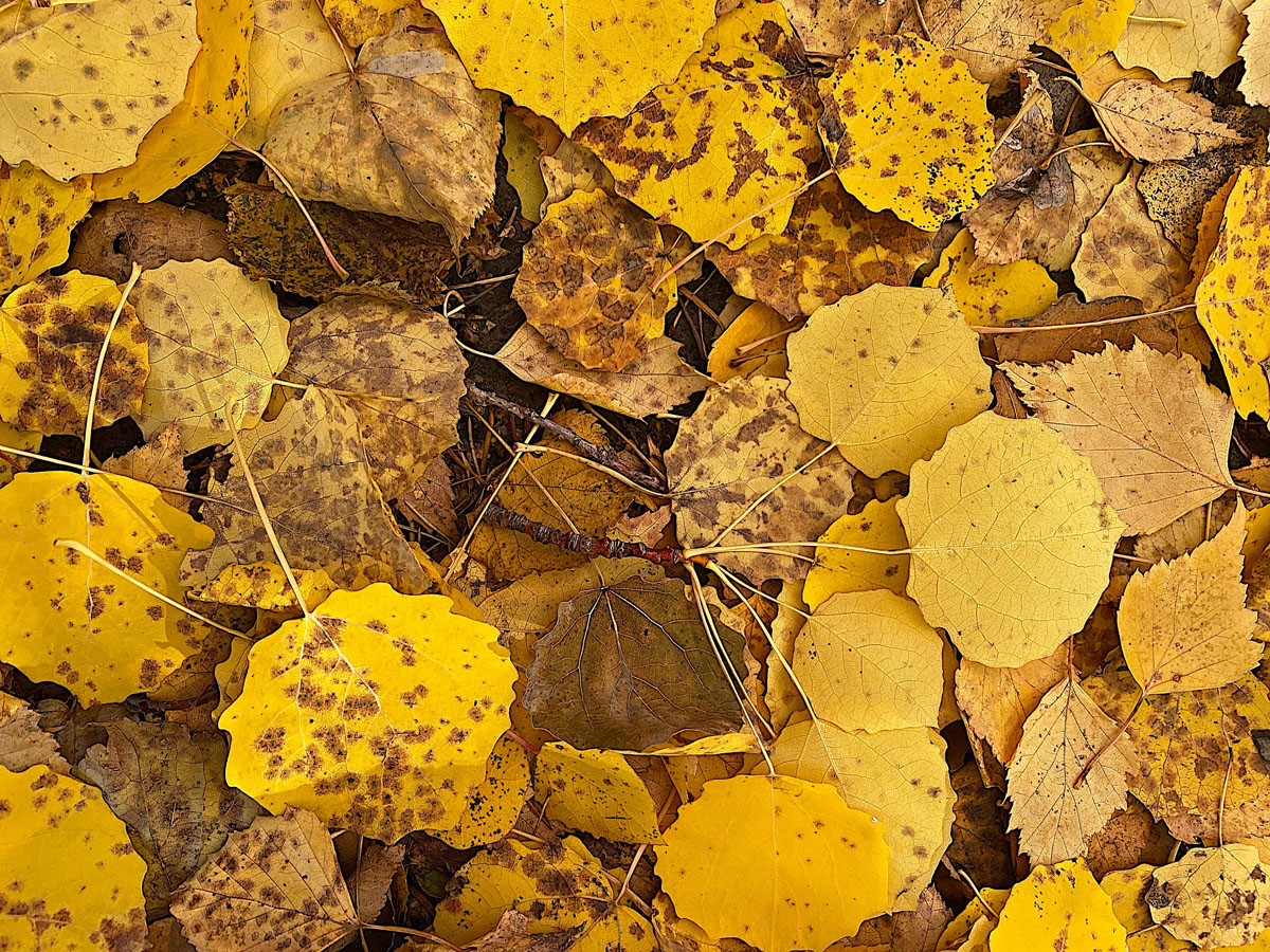 An autumnal scene of yellow leaves covering the ground