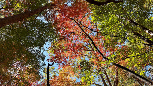 Colorful fall foliage glows in the sunlight against a cloudless blue sky
