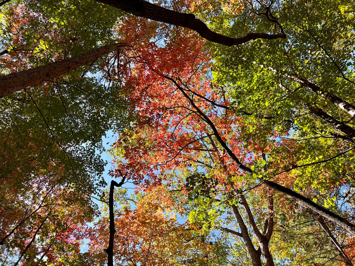 Colorful fall foliage glows in the sunlight against a cloudless blue sky