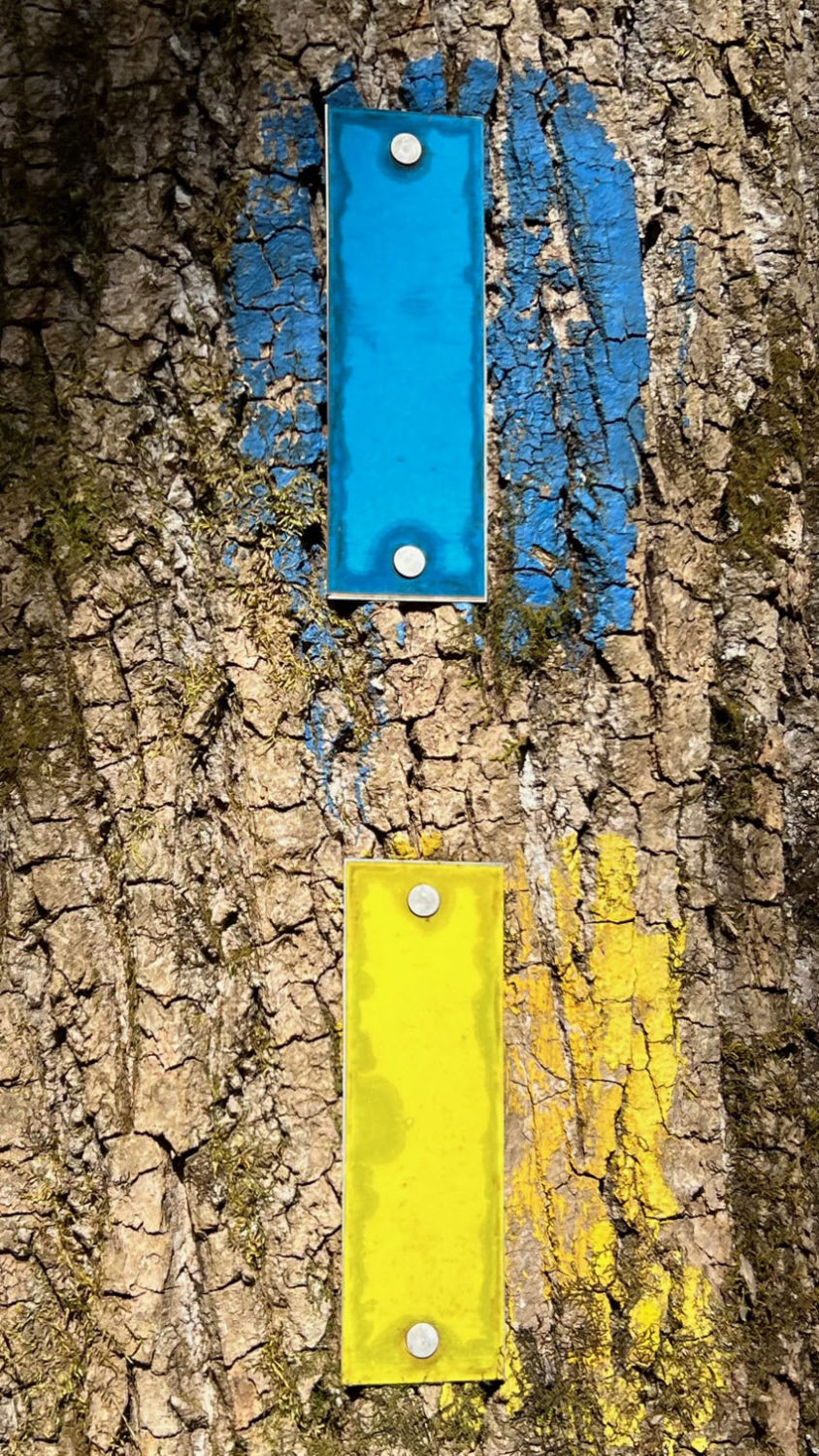 Trail blazes on the trunk of a tree, blue above yellow.