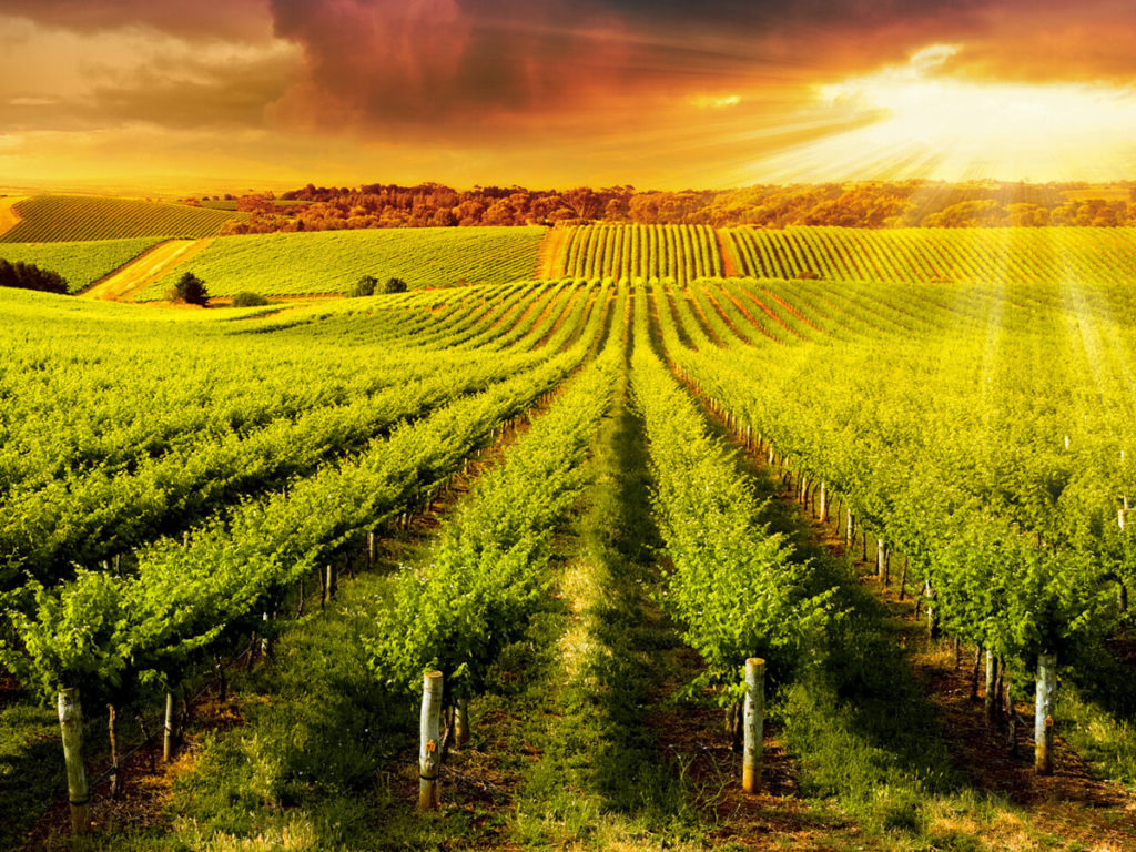 The sun beams through sunset clouds over a vineyard in South Australia