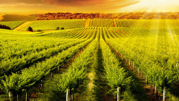 The sun beams through sunset clouds over a vineyard in South Australia