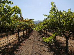 Cabernet sauvignon grape vines growing in Napa Valley.