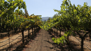 Cabernet sauvignon grape vines growing in Napa Valley.